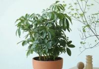 绿植可以除甲醛 那么都有哪些植物是有用的呢