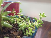 除甲醛别再纠结炭包还是绿植了，费钱还不实用，不妨试试这几招