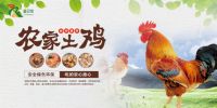 富日牧：构建中国特色散养土鸡生态
