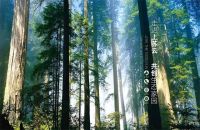 三大优势|上苏云主动出击，抢占全屋定制赛道