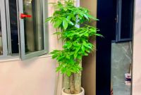 客厅见树，家业稳固，适合养在新家的绿植还能净化空气