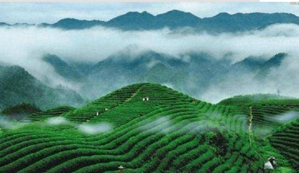 江西海尔冰箱冷柜第二届品茶节——九江·庐山云雾,立于博观处,品春日好茶