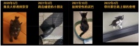 改造50+流浪猫和救助者的家/厦门室内设计力量公益行动
