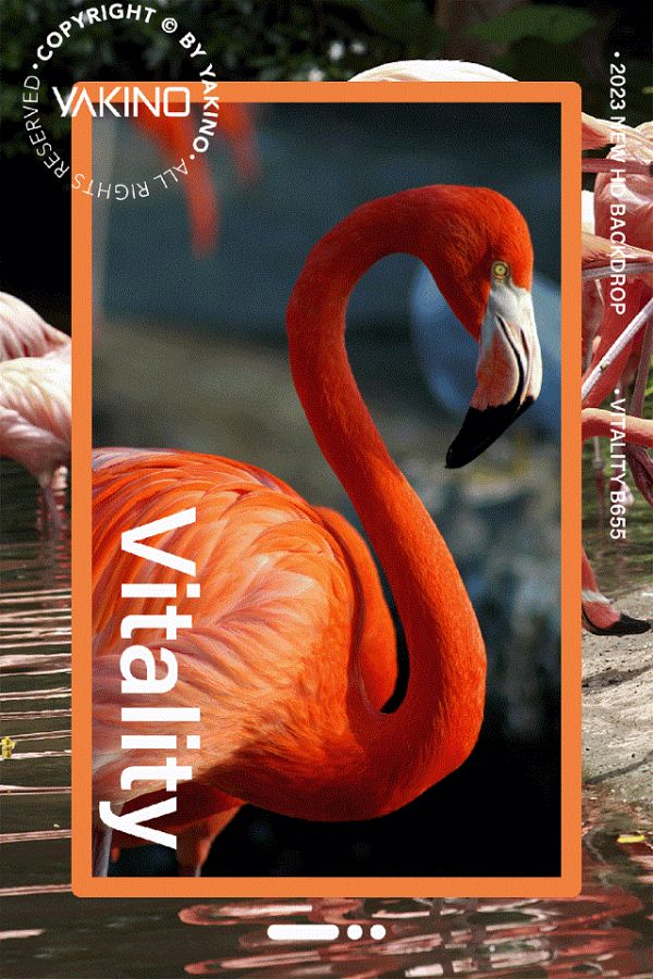 新浪精选：雅琪诺——生趣Vitality / B655