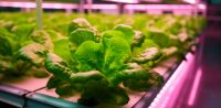 解决室内种植最大弊端的是方法—植物生长灯