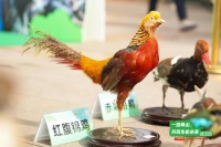 大湾区野生动、植物图鉴征集活动火热进行中，千元现金等你来拿~