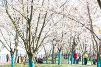 燕子矶，即将满是“追花人”