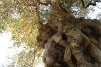 意大利NATUZZI集团展望2025米兰设计周：溯源意式灵魂，镌刻和谐美学