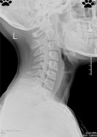 中国睡眠经济爆发：好医生以医疗级护颈深睡枕破局万亿蓝海