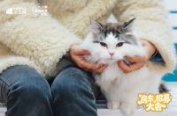 一份温暖的公益“年货”：解读大王椰“温暖喵屋计划”的IP化生存之道