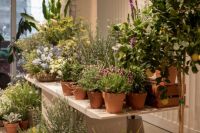 春日绿洲 · 意式序曲：在都市一隅，与Baxter共赴一场春日叙事