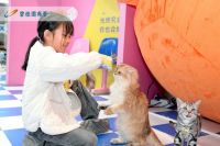 “撸猫事务所”火爆出圈：干净无异味、萌猫超粘人，成亲子年轻人打卡新风口