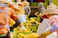 容声冰箱“寻鲜之旅”落地徐闻 携手菠萝产业开启原产地新鲜接力