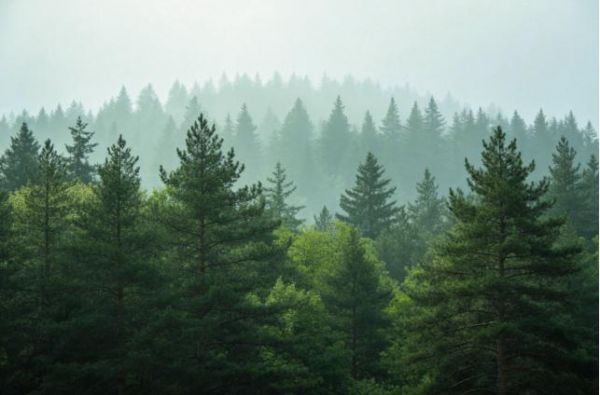 花木匠国民健康饰面板：把健康的选择权，还给每一个国民