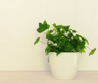 睿石真能除甲醛吗？