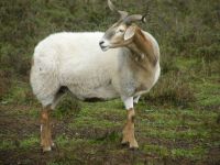 女鼠男羊大可以在一起吗 1991属羊为什么都有二婚