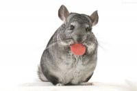 女鼠男羊大可以在一起吗 1991属羊为什么都有二婚