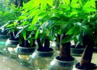 住多大的房子最旺运？房前房后有什么最好！