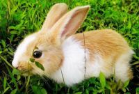 属龙女和属兔男的婚姻相配吗 属龙和属兔婚姻优缺点 有哪些