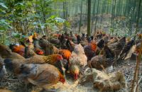 大学生养鸡屈才吗？多名大学生返乡创业竹林找鸡