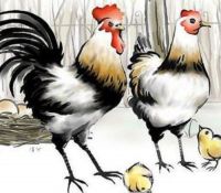 男鸡女鸡的婚姻相配吗 属鸡忌配的生肖有哪些