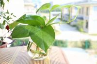 全屋定制家具有必要除醛吗？看完你就明白了