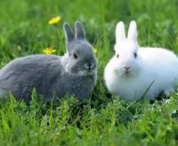 75年属兔和79年属羊婚配好吗 75年属兔男和79年属羊女合不合