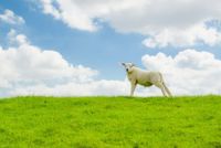 75年属兔和79年属羊婚配好吗 75年属兔男和79年属羊女合不合