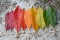 蒂高卫浴|秋天一定是金黄色的吗？你有没见过其他颜色的秋天？