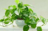 都说绿植可以净化空气,那么哪些是适合新房装修后使用呢?