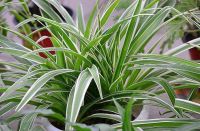 新房甲醛怎么除？这4个方法最实用，避免入坑多交税