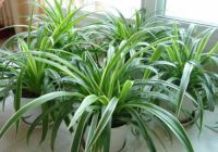 秋季新房除醛是先密闭还是先通风?怎么做才能实现急住?