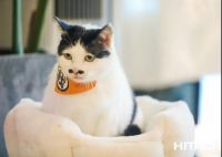 秋来冬将至，毛孩儿怕冷，怎么解？