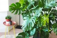 用炭包除醛你还妄想“高枕无忧”？不晒不换后果超乎想象