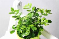 怎么能快速除甲醛？真正有效的方法就这3个