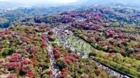 百里杜鹃花期有多美?看看这个你就知道了