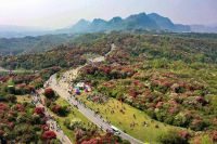 百里杜鹃花期有多美?看看这个你就知道了