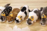 温度攀升，异味加倍，谁能让可爱的宠物与清新的空气两全？