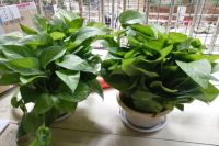 植物真的可以解决甲醛问题吗？试试这几种方法，效果翻倍！