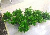 盐水究竟能不能除甲醛呢？这篇文章告诉你如何科学除甲醛！