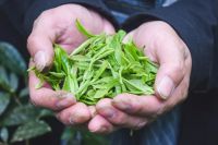 如何储存春茶？教你几个方法轻松留住茶叶香气