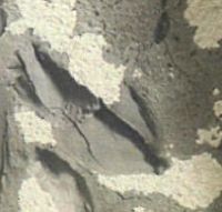 还敢这样用背胶吗？