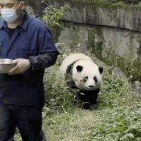 萌翻全网的大熊猫，居然还有一座光伏发电站？
