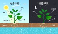 都是植物补光，为什么你的没效果？