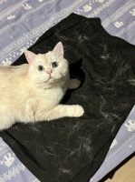 衣物粘黏猫毛难清理？自集尘吸尘器，全方位净除猫毛